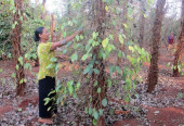 Bình Phước: Hồ tiêu chết chưa rõ nguyên nhân