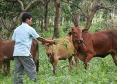 Củng cố nâng cao chất lượng tín dụng là việc làm thường xuyên và liên tục của Ngân hàng chính sách xã hội huyện, đánh giá hiệu quả sử dụng nguồn vốn vay của hộ nghèo, hộ cận nghèo và các đối tượng chính sách khác trong vươn lên thoát nghèo, phát triể